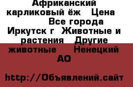 Африканский карликовый ёж › Цена ­ 6 000 - Все города, Иркутск г. Животные и растения » Другие животные   . Ненецкий АО